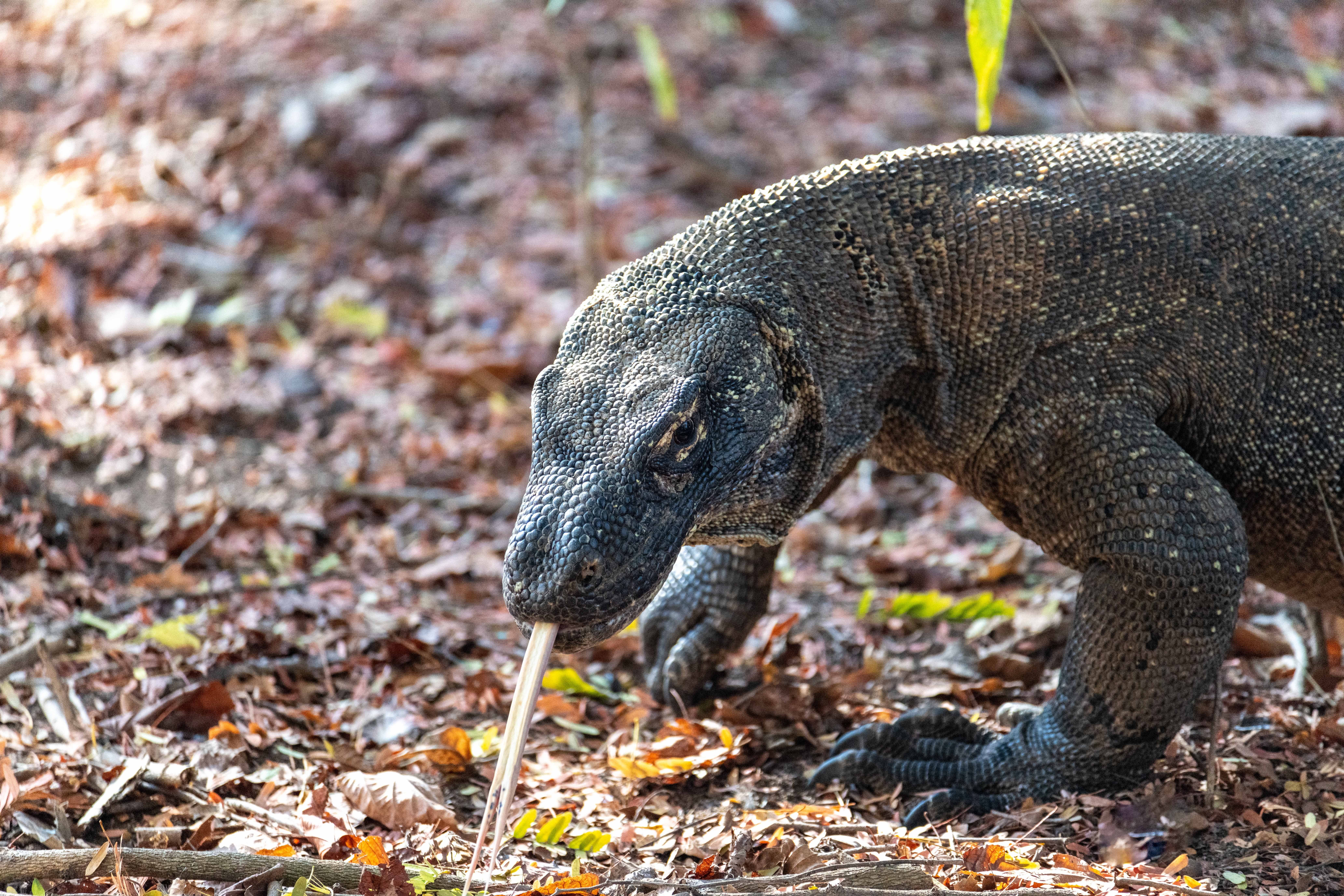SU_Komodo dragon head