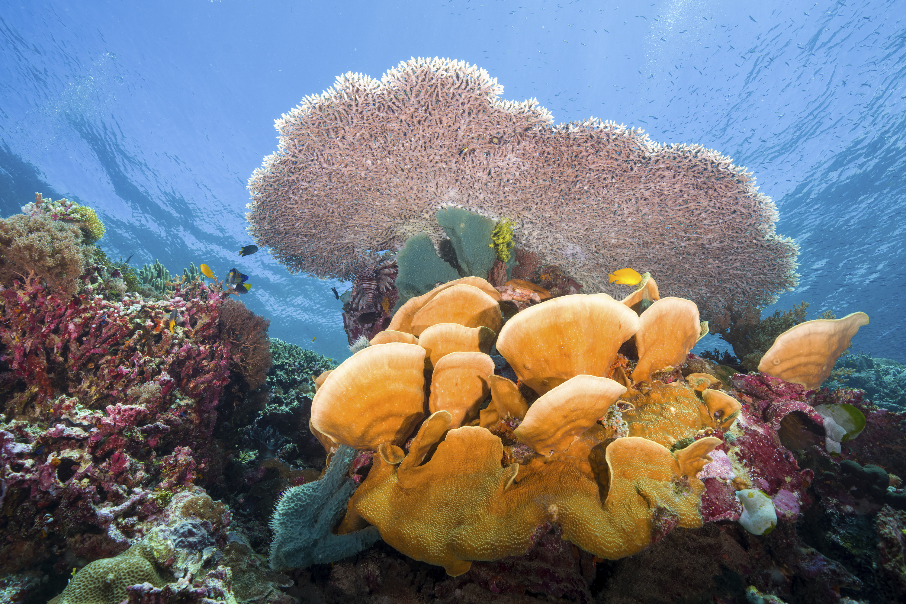 Wakatobi_colourful corals-crop