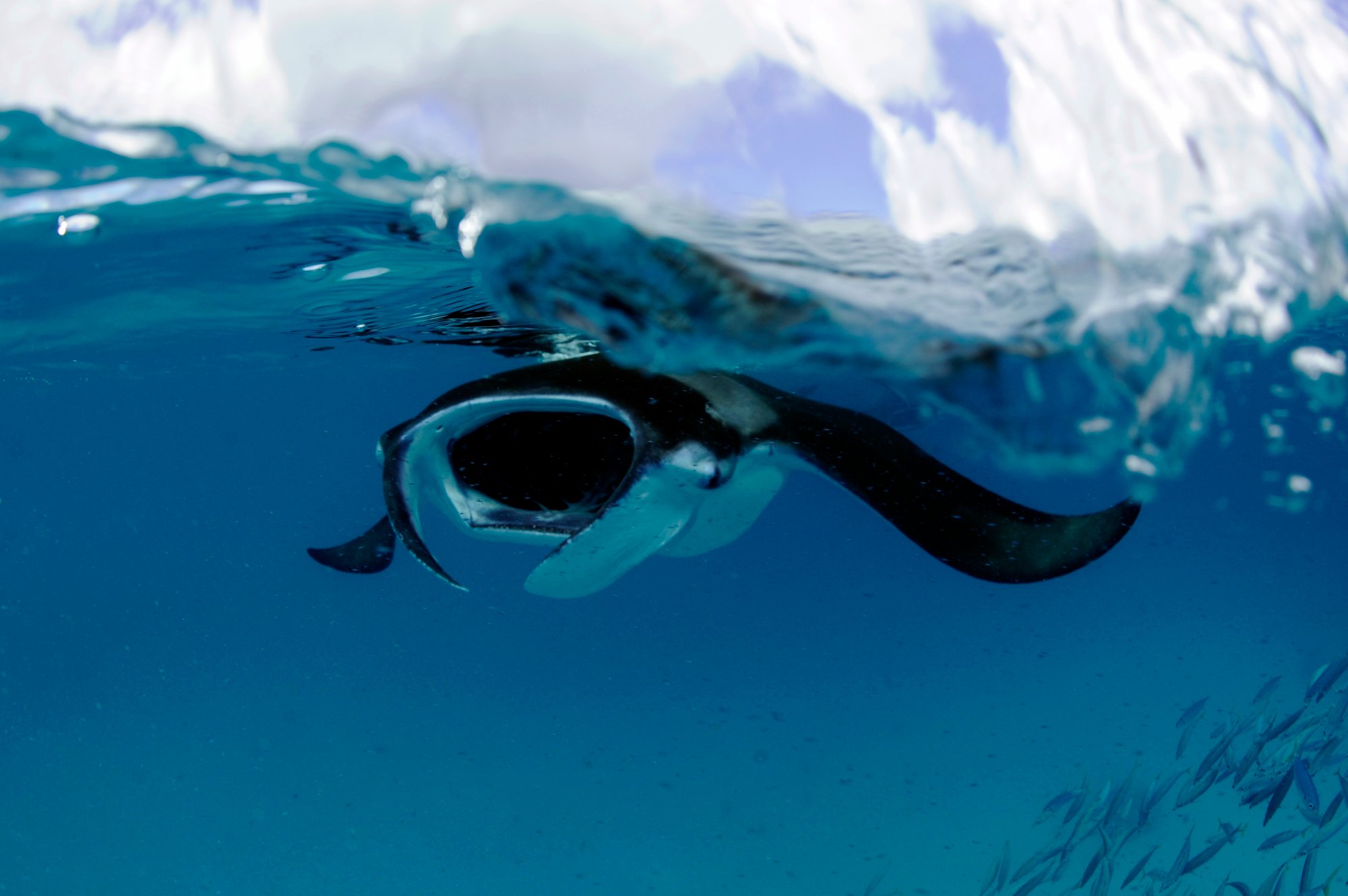 Reef Manta Surface Feeding_Hanifaru Bay Maldives_2009_Guy Stevens
