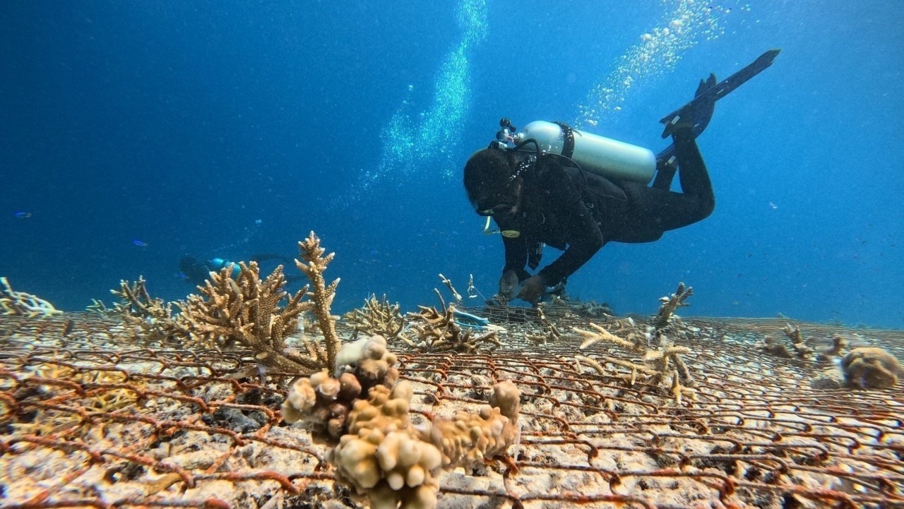 Diver planting coral-2