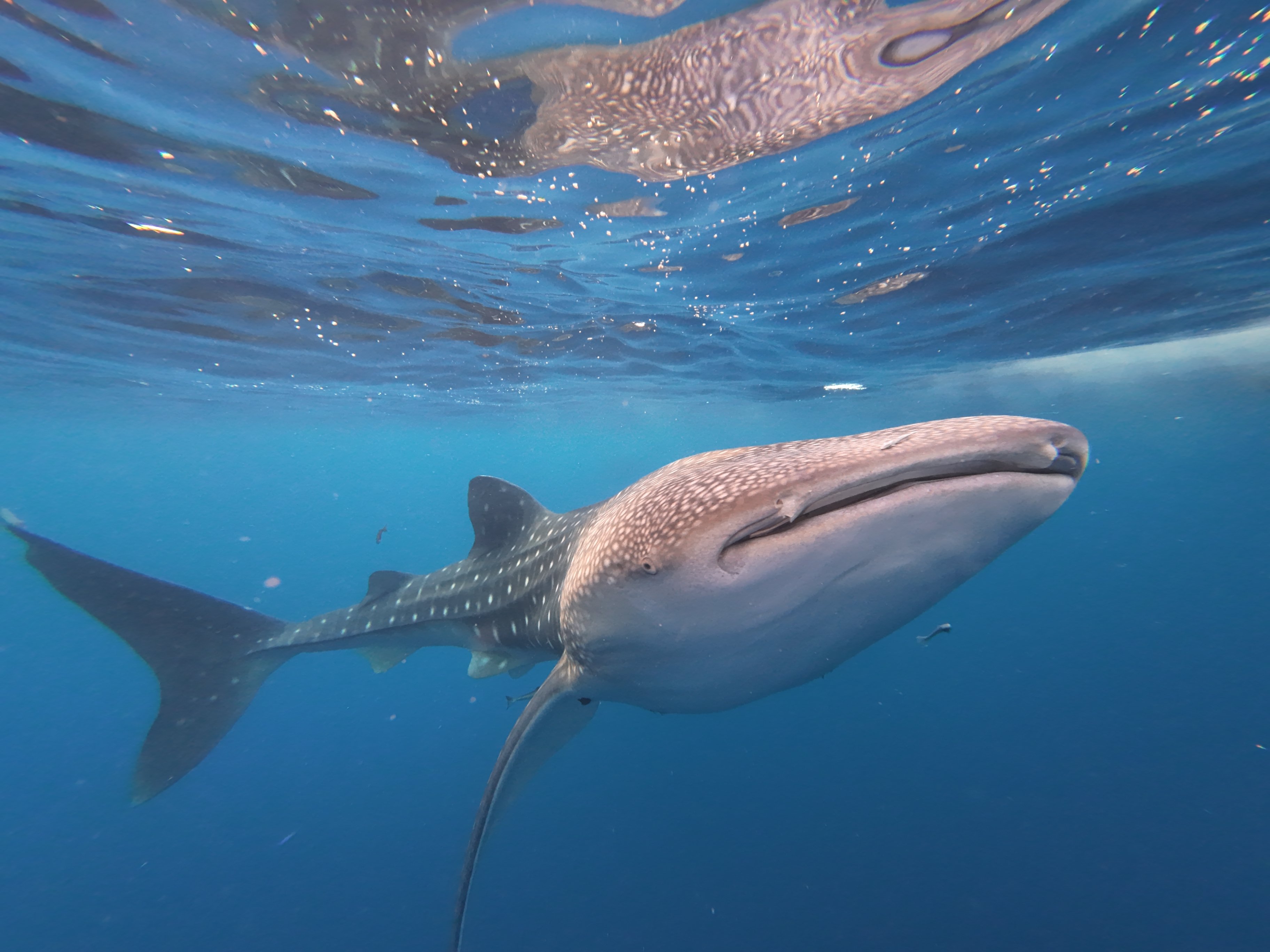 Ring of Fire_Whale Shark close